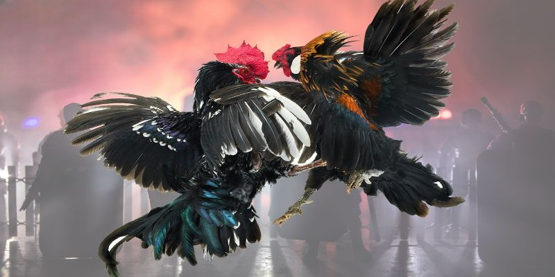 Đá Gà Sky88 – Cuộc Chiến Nảy Lửa Của Các Kê Thủ Hàng Đầu